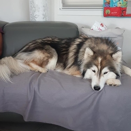 Huskymalamute