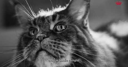 ROYAL CANIN - PUB ADS